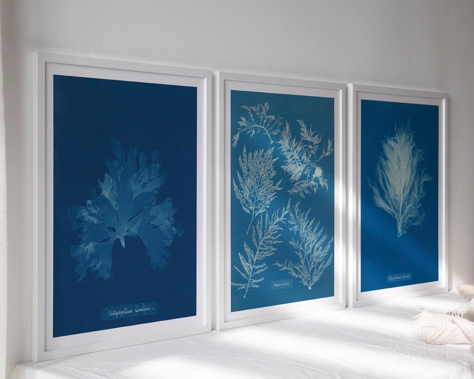 Set of 3 Vintage Cyanotype Photographs "Seaweeds" Anna Atkins (c.1853) - Mabon Gallery