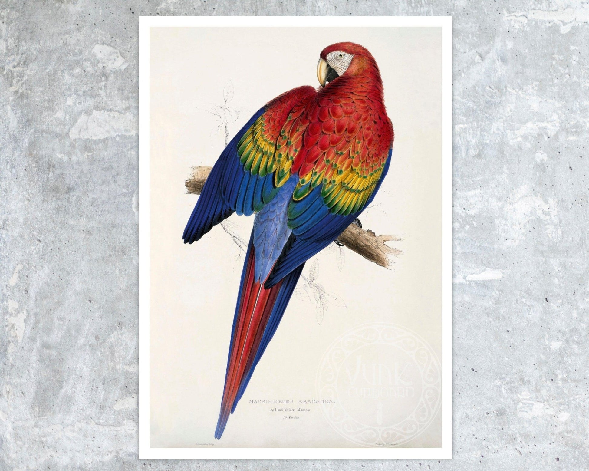 Set of 3 Vintage Parrot Illustrations by Edward Lear (c.1883) - Mabon Gallery