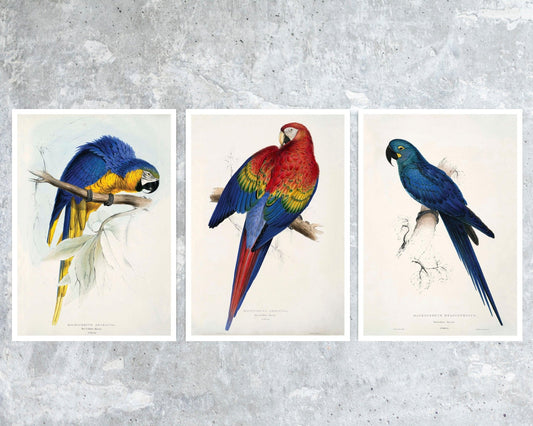 Set of 3 Vintage Parrot Illustrations by Edward Lear (c.1883) - Mabon Gallery