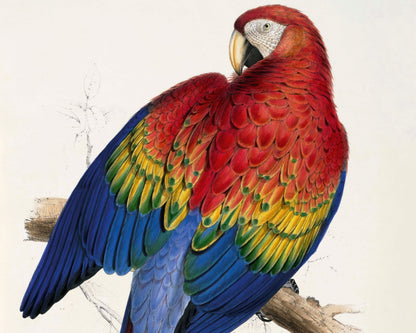 Set of 3 Vintage Parrot Illustrations by Edward Lear (c.1883) - Mabon Gallery