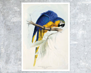 Set of 3 Vintage Parrot Illustrations by Edward Lear (c.1883) - Mabon Gallery