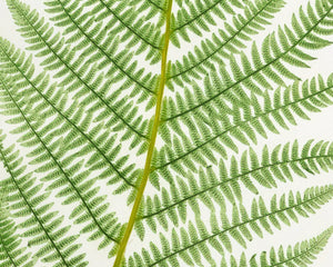 Vintage Botanical Fern Illustration "Athyrium Filix - Femina" (c.1861) - Mabon Gallery