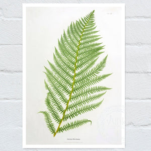 Vintage Botanical Fern Illustration "Athyrium Filix - Femina" (c.1861) - Mabon Gallery