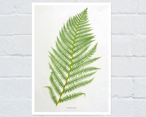 Vintage Botanical Fern Illustration "Athyrium Filix - Femina" (c.1861) - Mabon Gallery