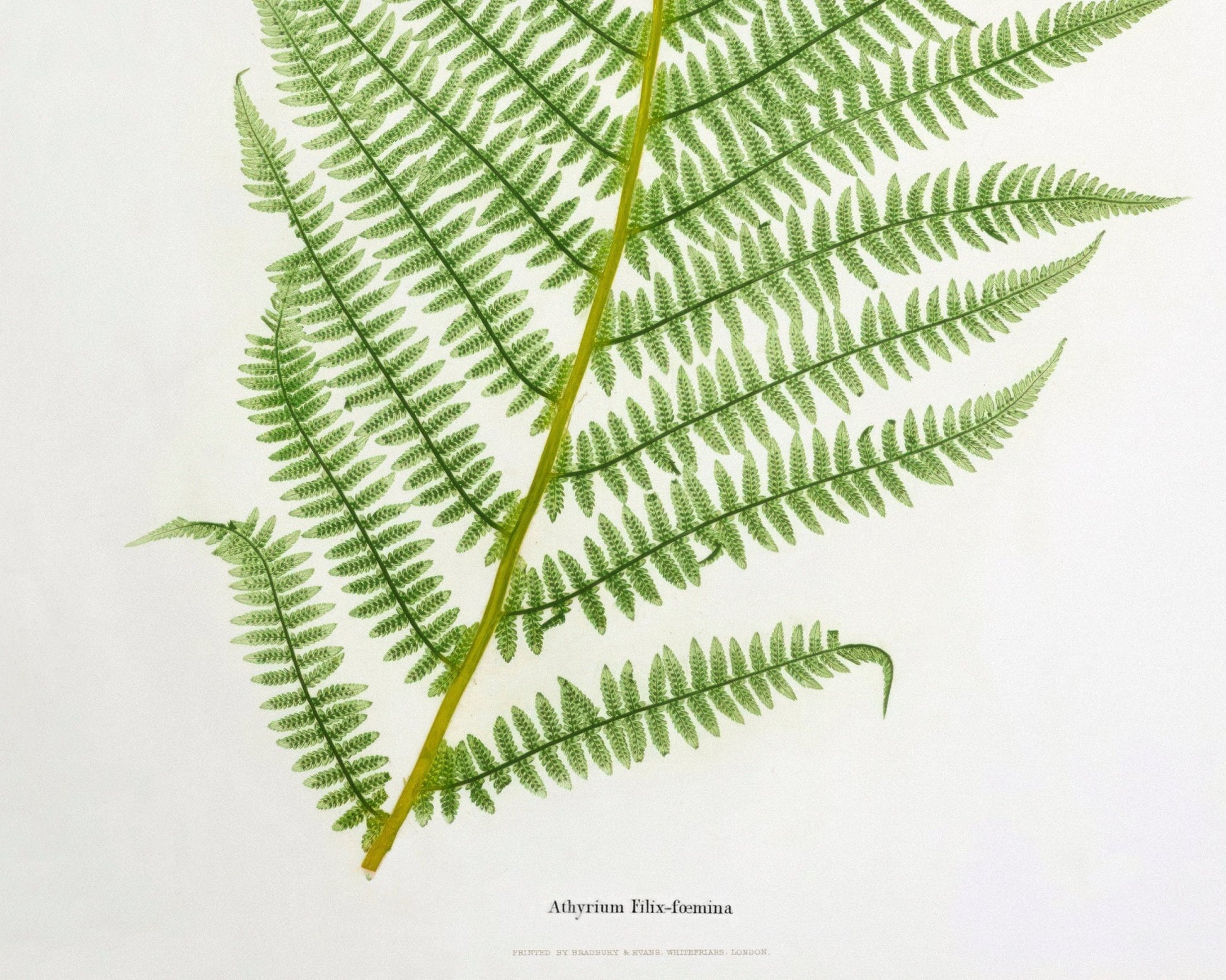 Vintage Botanical Fern Illustration "Athyrium Filix - Femina" (c.1861) - Mabon Gallery
