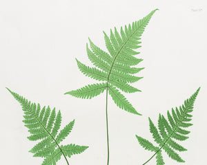 Vintage Botanical Fern Illustration "Polypodium Phegopteris" (c.1861) - Mabon Gallery