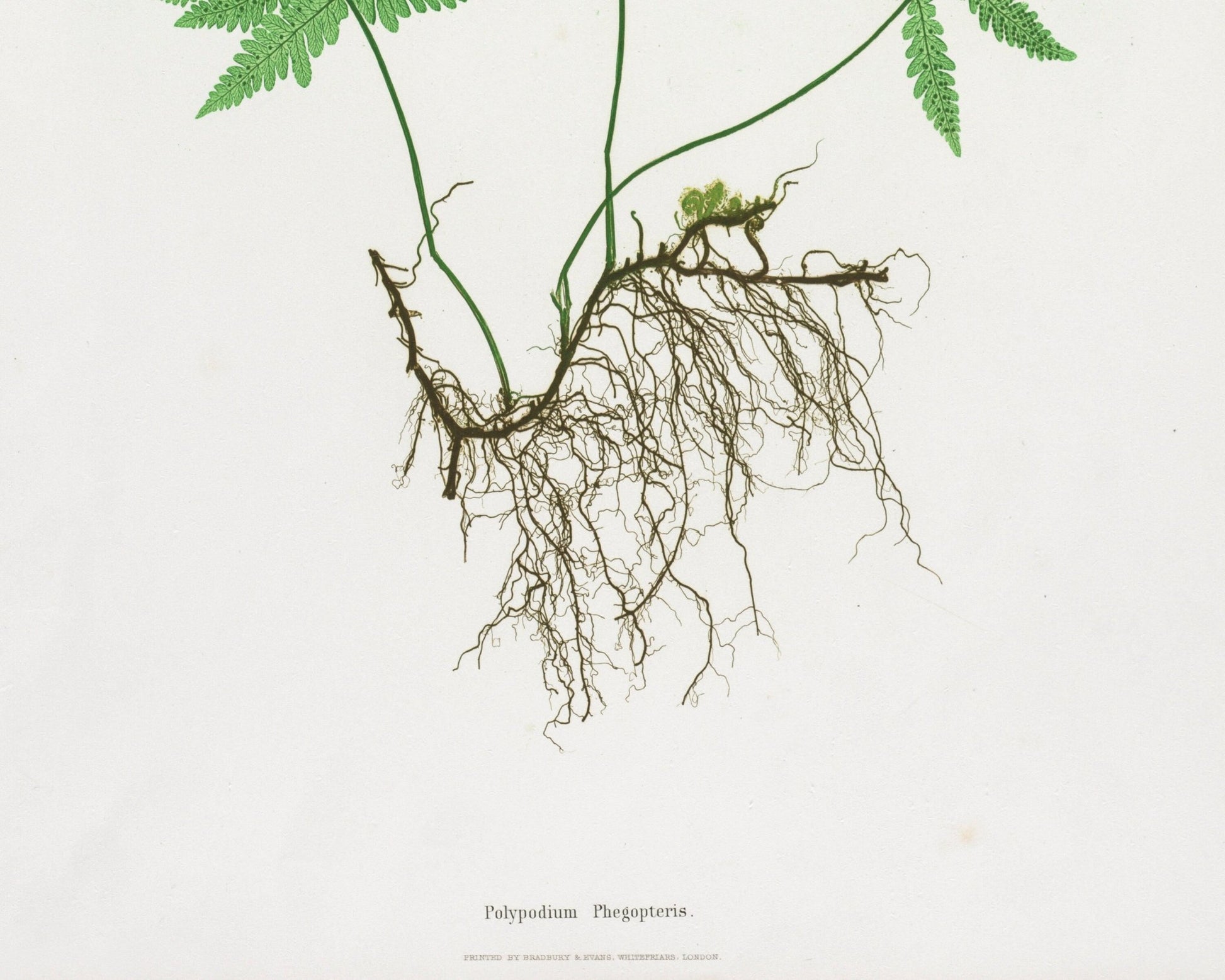 Vintage Botanical Fern Illustration "Polypodium Phegopteris" (c.1861) - Mabon Gallery