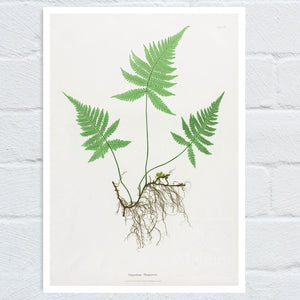Vintage Botanical Fern Illustration "Polypodium Phegopteris" (c.1861) - Mabon Gallery
