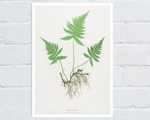 Vintage Botanical Fern Illustration "Polypodium Phegopteris" (c.1861) - Mabon Gallery