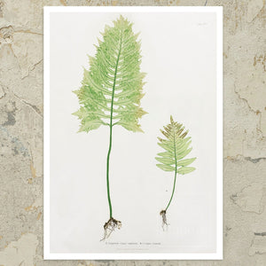 Vintage Botanical Fern Illustration "Polypodium Vulgare" (c.1861) - Mabon Gallery