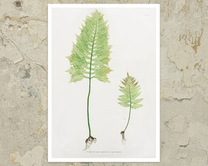 Vintage Botanical Fern Illustration "Polypodium Vulgare" (c.1861) - Mabon Gallery
