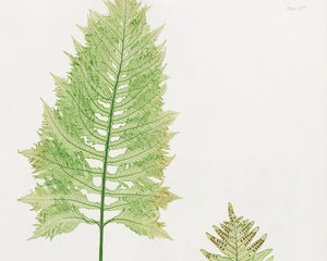 Vintage Botanical Fern Illustration "Polypodium Vulgare" (c.1861) - Mabon Gallery