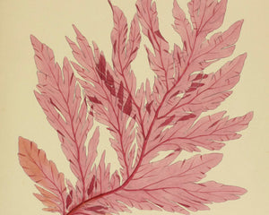 Vintage Botanical Illustration "Delesseria Davisii" (c.1844) - Mabon Gallery