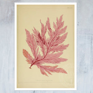 Vintage Botanical Illustration "Delesseria Davisii" (c.1844) - Mabon Gallery