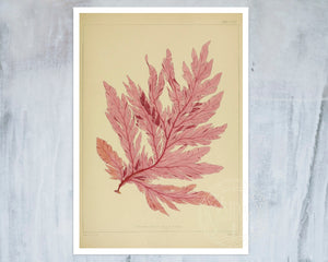 Vintage Botanical Illustration "Delesseria Davisii" (c.1844) - Mabon Gallery