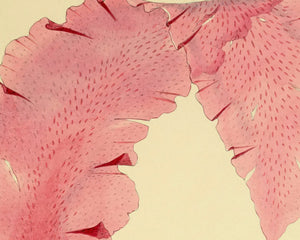 Vintage Botanical Illustration "Nitopyllum Crozieri" (c.1844) - Mabon Gallery