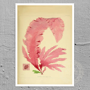 Vintage Botanical Illustration "Nitopyllum Crozieri" (c.1844) - Mabon Gallery