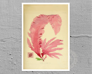 Vintage Botanical Illustration "Nitopyllum Crozieri" (c.1844) - Mabon Gallery