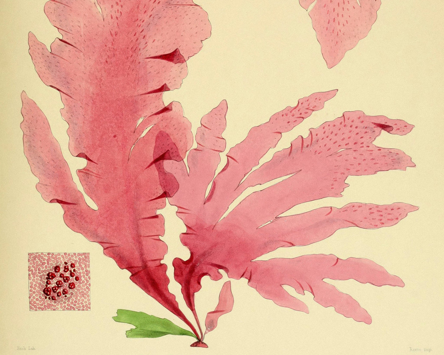 Vintage Botanical Illustration "Nitopyllum Crozieri" (c.1844) - Mabon Gallery