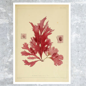 Vintage Botanical Illustration "Nitopyllum Smithii" (c.1844) - Mabon Gallery