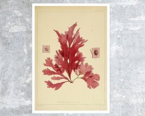 Vintage Botanical Illustration "Nitopyllum Smithii" (c.1844) - Mabon Gallery