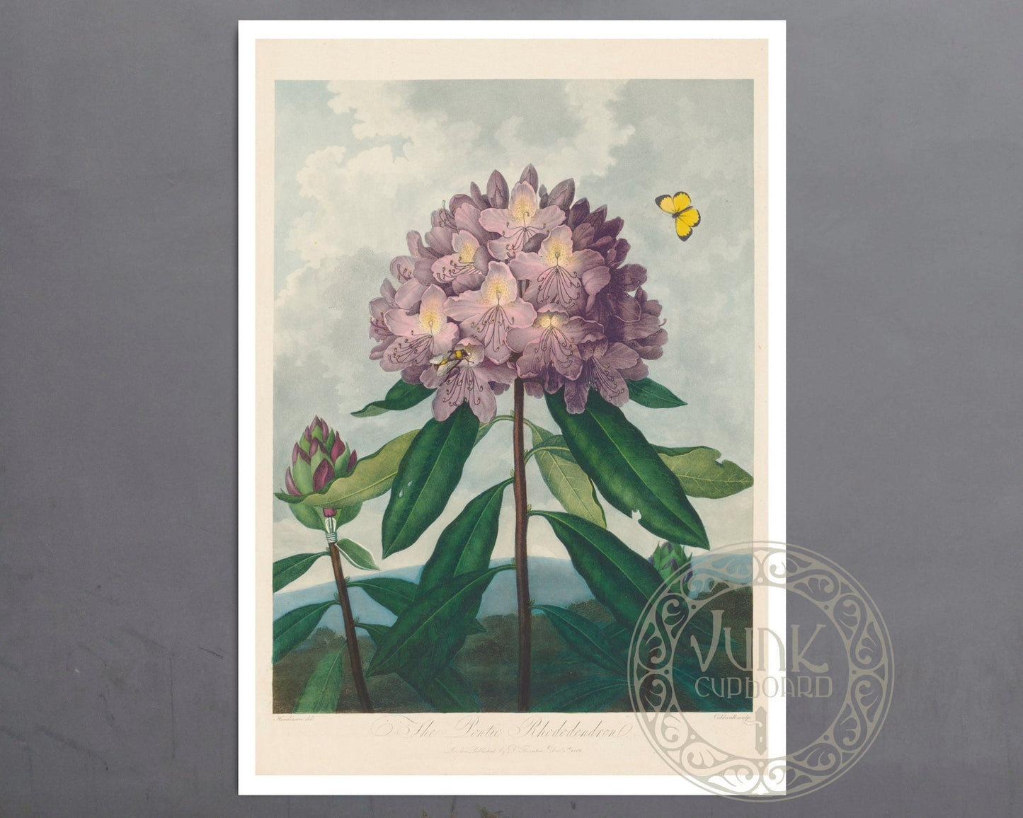 Vintage Botanical Illustration "The Pontic Rhododendron" (c.1799 - 1807) - Mabon Gallery