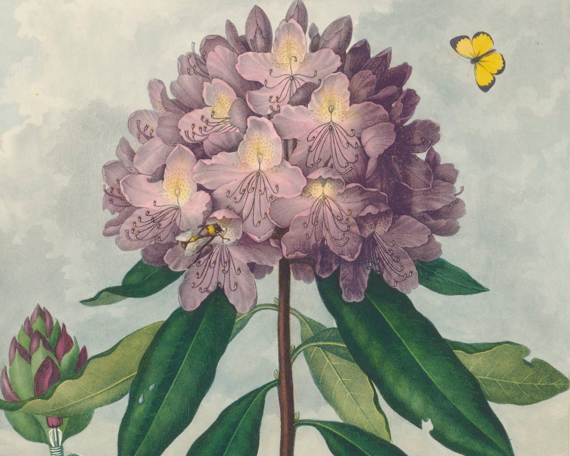 Vintage Botanical Illustration "The Pontic Rhododendron" (c.1799 - 1807) - Mabon Gallery