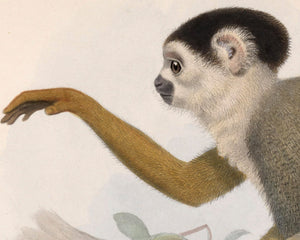 Vintage Illustration "Chrysothrix Oerstedi - Central American Squirrel Monkey" (c.1879) - Mabon Gallery