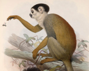 Vintage Illustration "Chrysothrix Oerstedi - Central American Squirrel Monkey" (c.1879) - Mabon Gallery