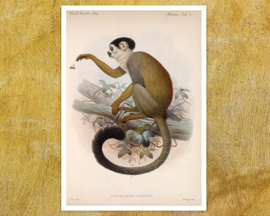 Vintage Illustration "Chrysothrix Oerstedi - Central American Squirrel Monkey" (c.1879) - Mabon Gallery