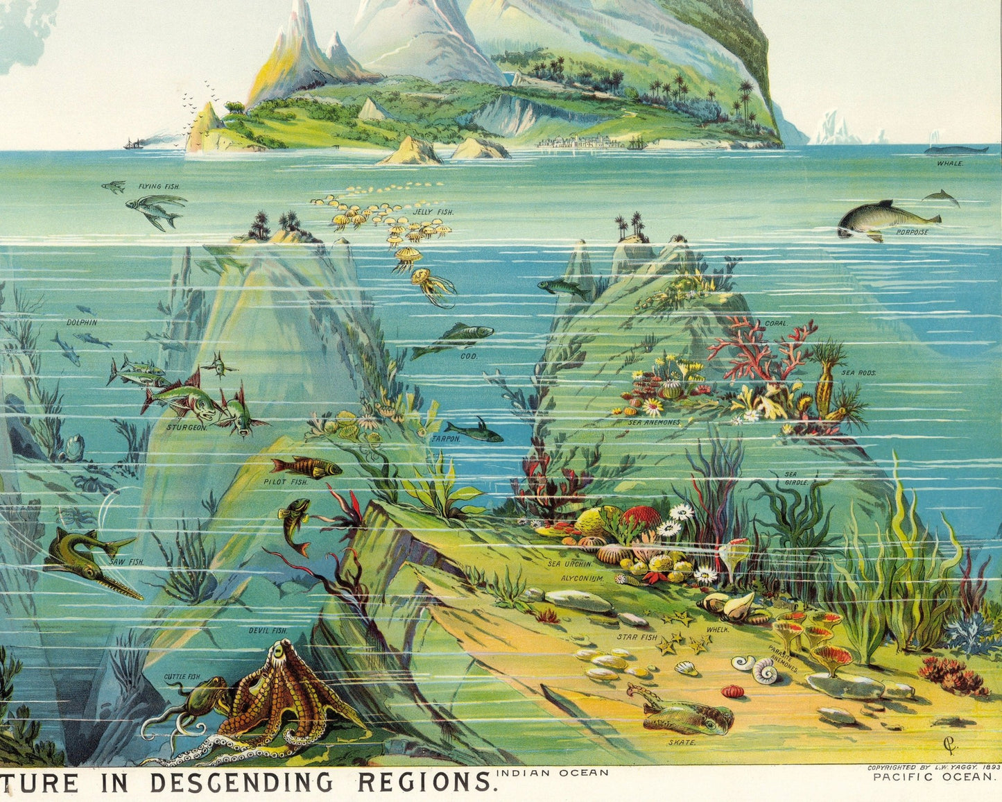 Vintage Illustration "Nature in Decending Regions" (c.1893) - Mabon Gallery
