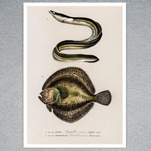 Vintage Nature Illustration "European Eel & Flounder" (c.1841) Charles d' Orbigny - Mabon Gallery