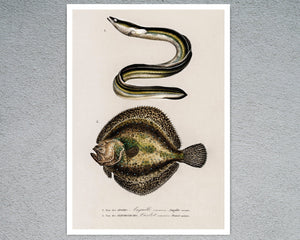 Vintage Nature Illustration "European Eel & Flounder" (c.1841) Charles d' Orbigny - Mabon Gallery