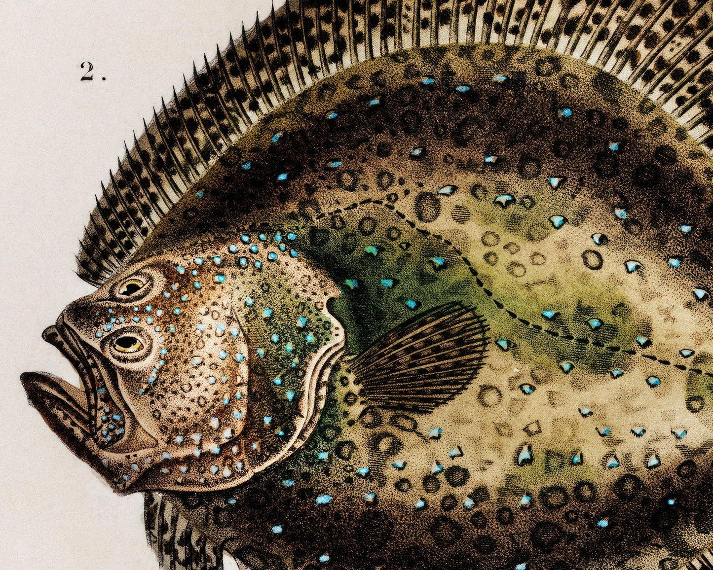 Vintage Nature Illustration "European Eel & Flounder" (c.1841) Charles d' Orbigny - Mabon Gallery