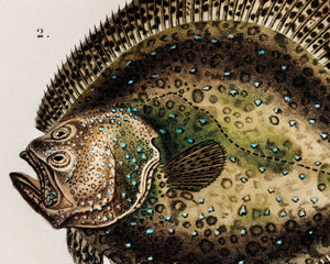 Vintage Nature Illustration "European Eel & Flounder" (c.1841) Charles d' Orbigny - Mabon Gallery