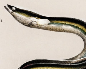 Vintage Nature Illustration "European Eel & Flounder" (c.1841) Charles d' Orbigny - Mabon Gallery