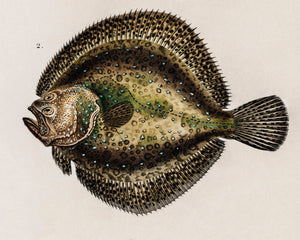 Vintage Nature Illustration "European Eel & Flounder" (c.1841) Charles d' Orbigny - Mabon Gallery