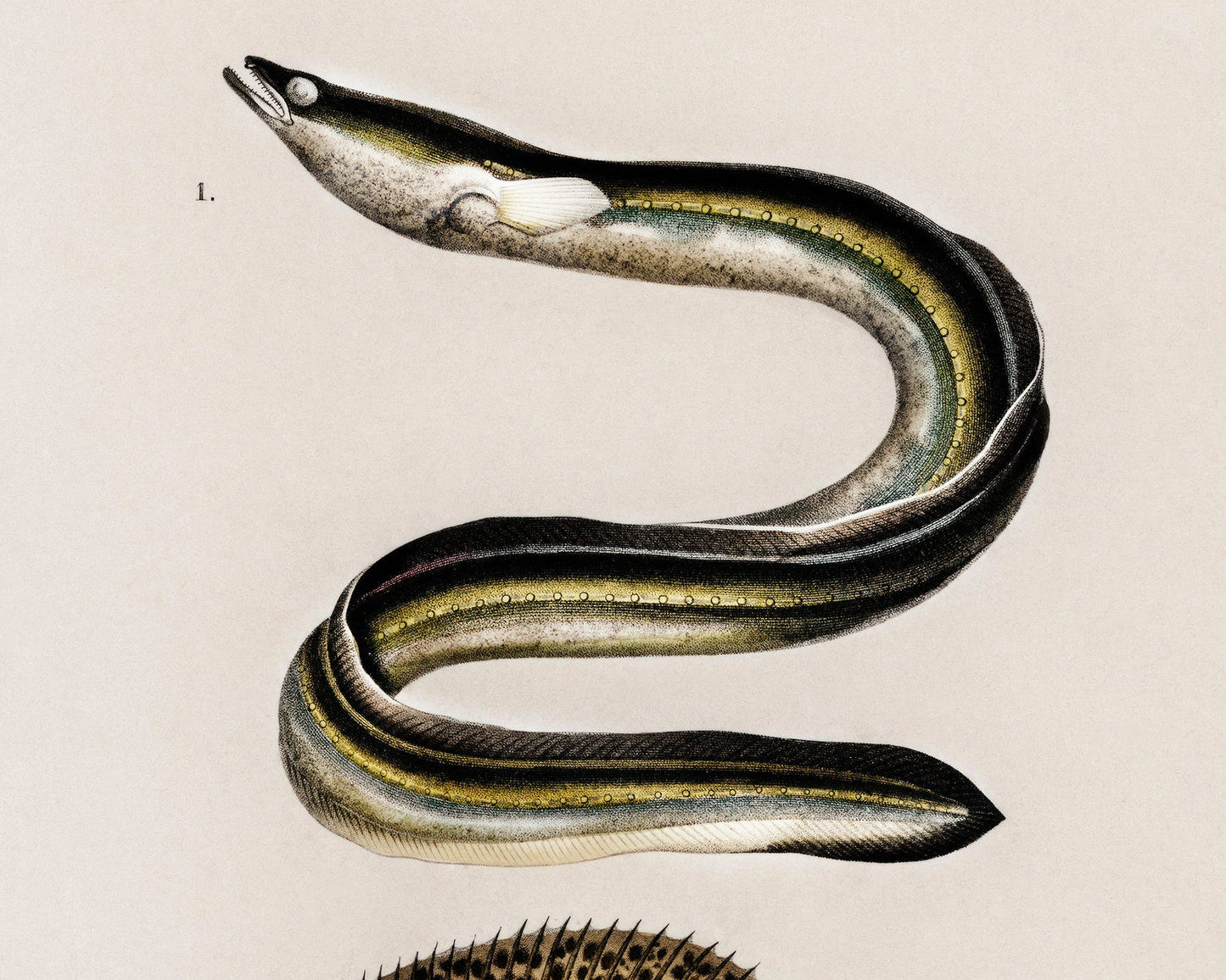 Vintage Nature Illustration "European Eel & Flounder" (c.1841) Charles d' Orbigny - Mabon Gallery