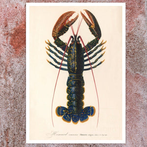 Vintage Nature Illustration "Homarus vulgaris - The Common Lobster" (c.1841) Charles d' Orbigny - Mabon Gallery
