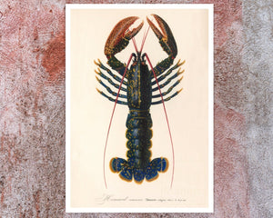 Vintage Nature Illustration "Homarus vulgaris - The Common Lobster" (c.1841) Charles d' Orbigny - Mabon Gallery