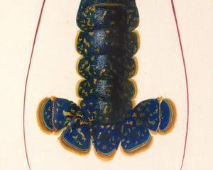 Vintage Nature Illustration "Homarus vulgaris - The Common Lobster" (c.1841) Charles d' Orbigny - Mabon Gallery
