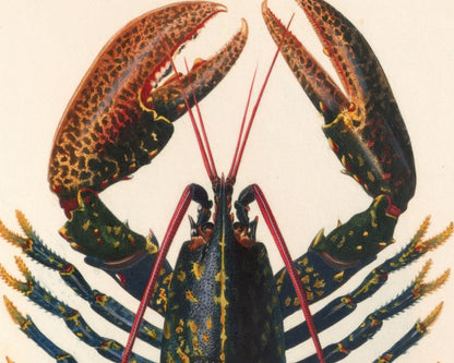 Vintage Nature Illustration "Homarus vulgaris - The Common Lobster" (c.1841) Charles d' Orbigny - Mabon Gallery