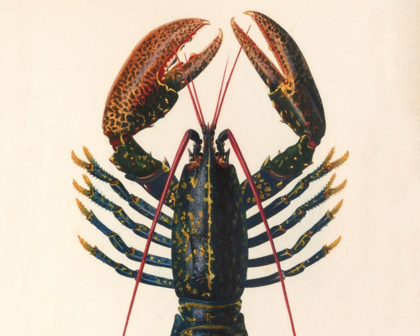 Vintage Nature Illustration "Homarus vulgaris - The Common Lobster" (c.1841) Charles d' Orbigny - Mabon Gallery