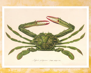 Vintage Nature Illustration "Lupa pelagica - The Swimming Crab" (c.1841) Charles d' Orbigny - Mabon Gallery
