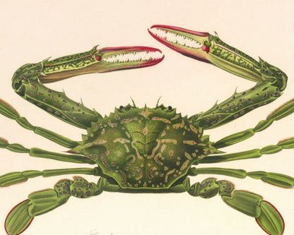 Vintage Nature Illustration "Lupa pelagica - The Swimming Crab" (c.1841) Charles d' Orbigny - Mabon Gallery