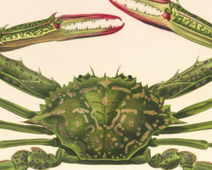 Vintage Nature Illustration "Lupa pelagica - The Swimming Crab" (c.1841) Charles d' Orbigny - Mabon Gallery