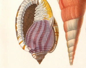 Vintage Nature Illustration "Seashells" (c.1841) Charles d' Orbigny - Mabon Gallery