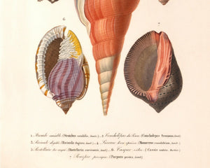 Vintage Nature Illustration "Seashells" (c.1841) Charles d' Orbigny - Mabon Gallery