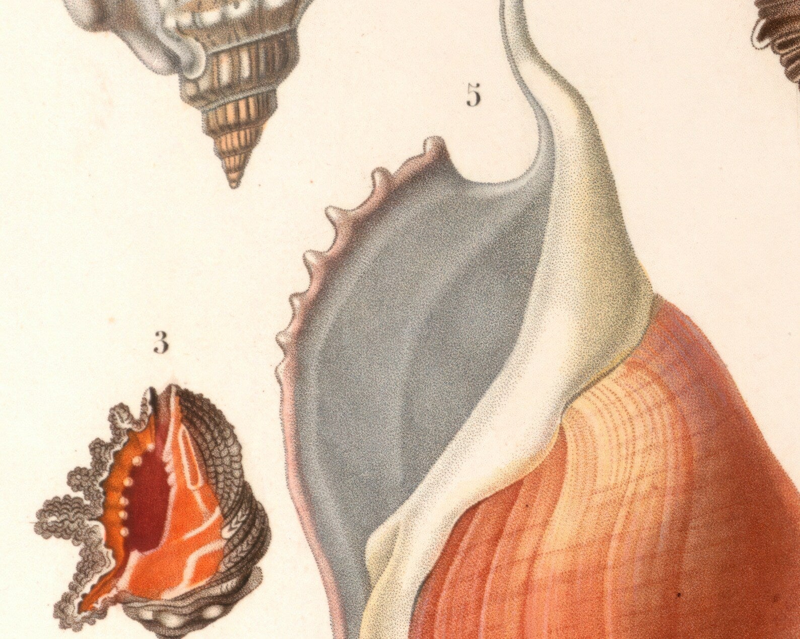 Vintage Nature Illustration "Seashells" (c.1841) Charles d' Orbigny - Mabon Gallery