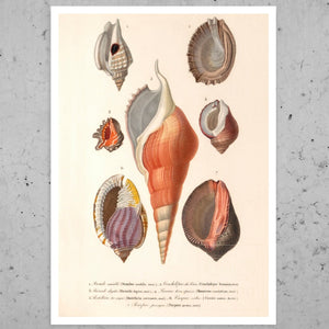 Vintage Nature Illustration "Seashells" (c.1841) Charles d' Orbigny - Mabon Gallery